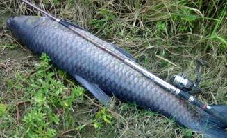 青鱼视频国产在线